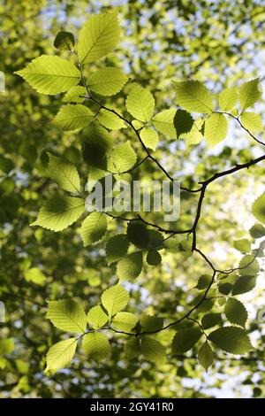 Foglie di faggio in bosco a Haresfield Beacon Foto Stock