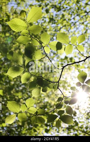 Il sole che scorre attraverso foglie di faggio verde verdeggiante in bosco a Foto Stock