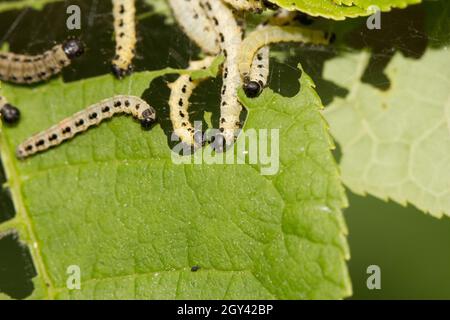 Larve di ontano e ciliegia Foto Stock