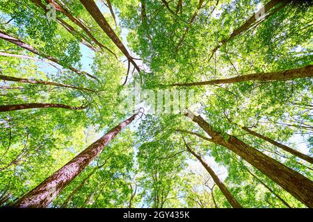 Vista dritta della foresta con alberi e alberi verdi vibranti Foto Stock