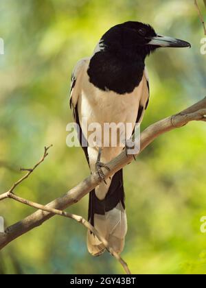 Pied Butcherbird, Cracticus nigrogularis, arroccato in un albero nell'entroterra dell'Australia Centrale. Foto Stock