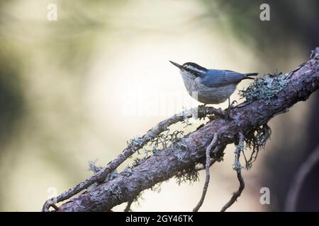Corso Nuthatch - Korsenkleiber - Sitta whiteheadi, Francia (Corsica), adulto, maschio Foto Stock