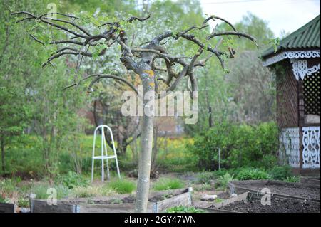 Piangendo cenere di montagna europea (Sorbus aucuparia Pendula) dopo potatura in un giardino nel mese di maggio Foto Stock