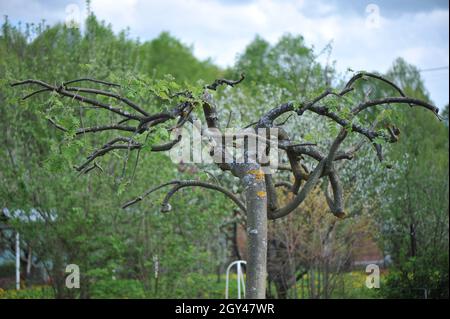 Piangendo cenere di montagna europea (Sorbus aucuparia Pendula) dopo potatura in un giardino nel mese di maggio Foto Stock