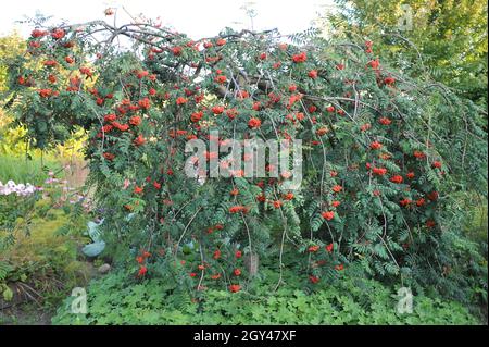 La cenere di montagna europea piangente (Sorbus aucuparia Pendula) porta frutti rossi in un giardino nel mese di agosto Foto Stock