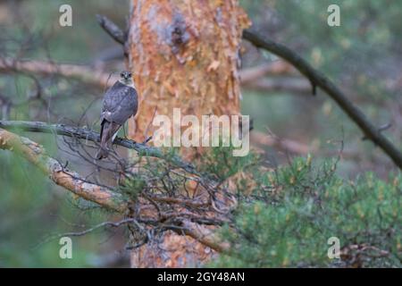 Eurasian Sparrowhawk - Sperber - Accipiter nisus, Russia (Baikal), adulto, maschio Foto Stock