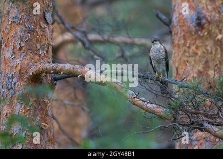 Eurasian Sparrowhawk - Sperber - Accipiter nisus, Russia (Baikal), adulto, maschio Foto Stock
