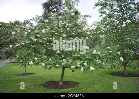 Sorbus кewensis fiorisce in un giardino nel mese di maggio Foto Stock