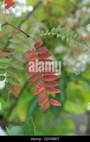 Colorazione autunno rosso di una cenere di montagna Koehne (Sorbus koehneana) in un giardino nel mese di settembre Foto Stock