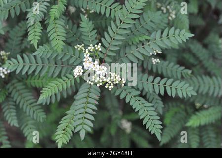 La cenere di montagna di Koehne (Sorbus koehneana) fiorisce in un giardino nel mese di maggio Foto Stock
