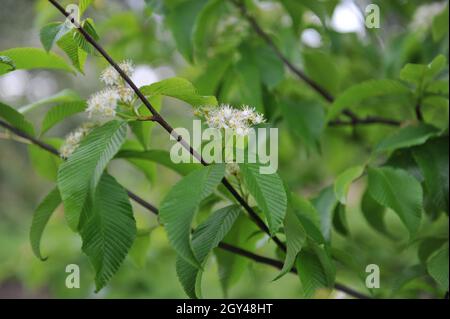 Sorbus meliosmifolia fiorisce in un giardino nel mese di maggio Foto Stock