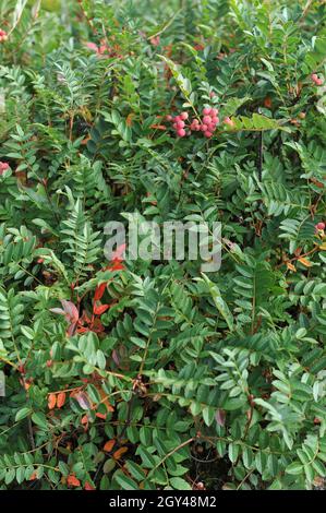 La cenere di montagna nana cinese (Sorbus reducta) porta frutti rosa in un giardino nel mese di settembre Foto Stock