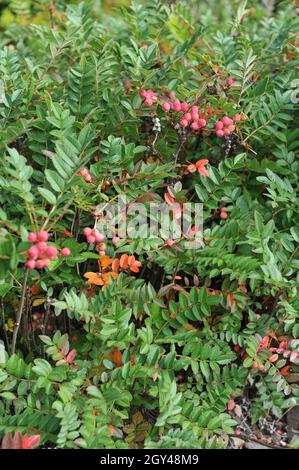 La cenere di montagna nana cinese (Sorbus reducta) porta frutti rosa in un giardino nel mese di settembre Foto Stock