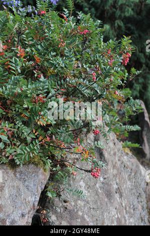 La cenere di montagna nana cinese (Sorbus reducta) porta frutti rosa in un giardino nel mese di settembre Foto Stock