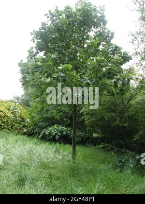 Il whitebeam tibetano (Sorbus thibetica) John Mitchell in un giardino nel mese di maggio Foto Stock