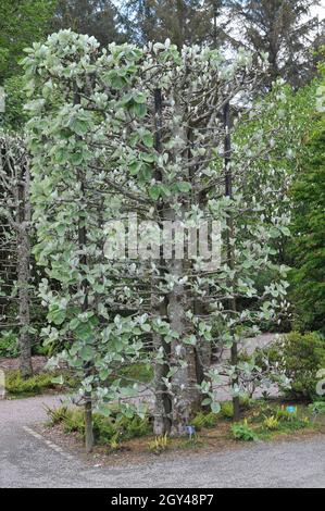 Boskuet potato, fatto di whitebeam tibetano (Sorbus thibetica) John Mitchell in un giardino nel mese di maggio Foto Stock