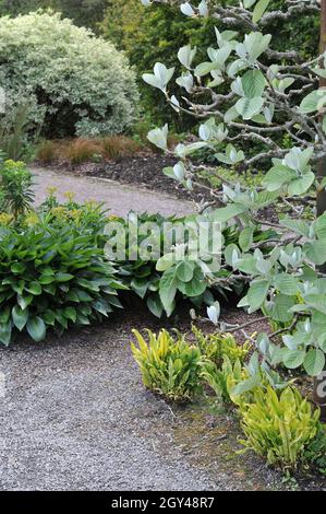 Boskuet potato, fatto di whitebeam tibetano (Sorbus thibetica) John Mitchell in un giardino nel mese di maggio Foto Stock