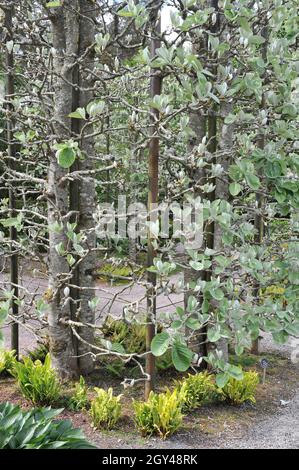 Boskuet potato, fatto di whitebeam tibetano (Sorbus thibetica) John Mitchell in un giardino nel mese di maggio Foto Stock