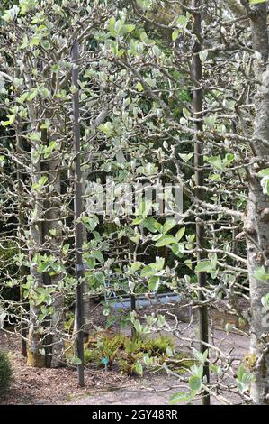 Boskuet potato, fatto di whitebeam tibetano (Sorbus thibetica) John Mitchell in un giardino nel mese di maggio Foto Stock