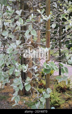 Boskuet potato, fatto di whitebeam tibetano (Sorbus thibetica) John Mitchell in un giardino nel mese di maggio Foto Stock