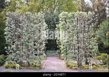 Boskuet potato, fatto di whitebeam tibetano (Sorbus thibetica) John Mitchell in un giardino nel mese di maggio Foto Stock