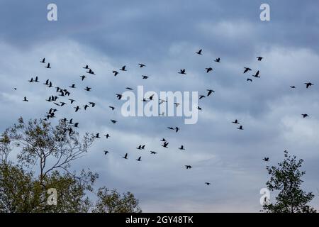 Un gregge di cormorani volanti Foto Stock