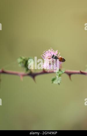 L'ape di miele che assorbe il miele dai fiori, vagando intorno esso. Ape di miele. Foto Stock