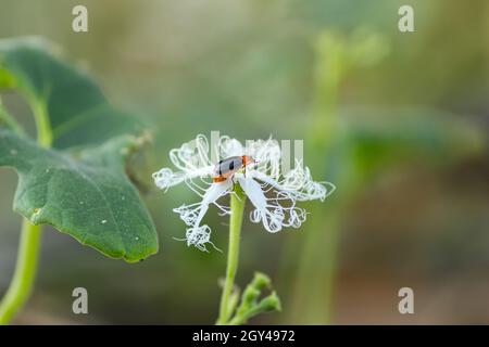 L'ape di miele che assorbe il miele dai fiori, vagando intorno esso. Ape di miele. Foto Stock