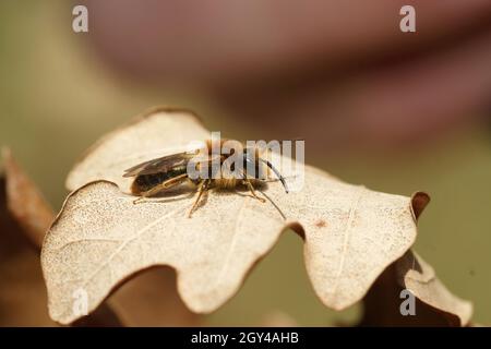 Primo piano di un'ape mineraria maschio con coda arancione, Andrena Emorroa Foto Stock