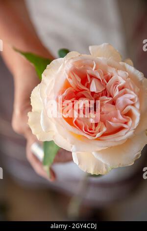 Primo piano di una rosa delicata in mano di una donna Foto Stock