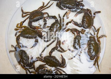 Granchio fresco di roccia, granchio d'acqua dolce selvatico sull'acqua, granchio foresta o fiume di granchio di pietra Foto Stock