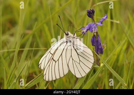 Primo piano sulla fragile farfalla bianca venata nera, Aporia crataegi Foto Stock