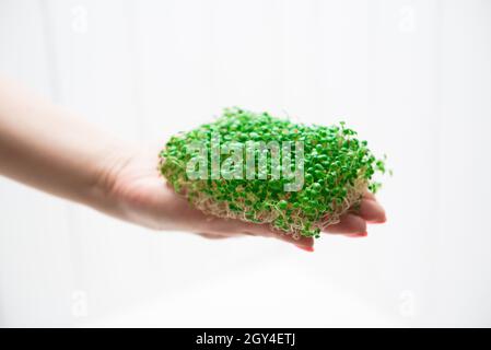 Microgreens di erba medica nelle mani di una donna su sfondo bianco. Foto Stock