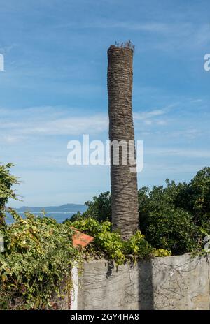 Palma da dattero delle isole Canarie colpita da Red Palm Weevil, (Rhynchophorus ferrugineus) lasciando solo tronco. Spagna. Foto Stock