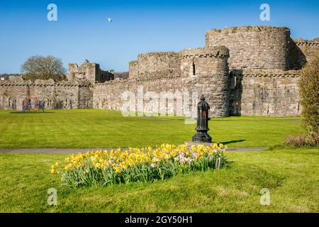 Fiori di primavera nei giardini del Castello di Beaumaris, Anglesey, Galles del Nord. Foto Stock