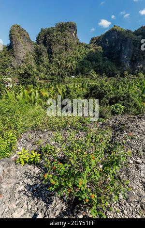 Rocce calcaree in questa regione carsica, patrimonio dell'umanità dell'UNESCO, la seconda più grande e popolare tra i turisti. Rammang-Rammang, Maros, Sulawesi meridionale, Indonesia Foto Stock