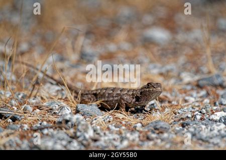 Primo piano di un fizard Northwestern Fence Lizard sul terreno coperto di pietre e erba secca. Foto Stock