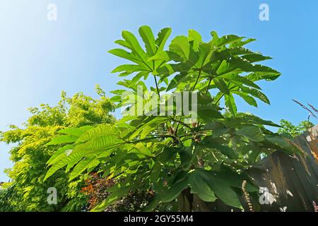 Un grande Tetrapanax Papyrifer (pianta dell'ombrello) in un giardino suburbano inglese. Fotografato dal basso in una giornata estiva soleggiata Foto Stock