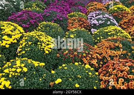 Piante di crisantemo bianche, rosa, rosse o gialle in negozio di fiori. Cespugli di crisantemi borgogna giardino o parco all'aperto. Fiore di crisantemo con le Foto Stock
