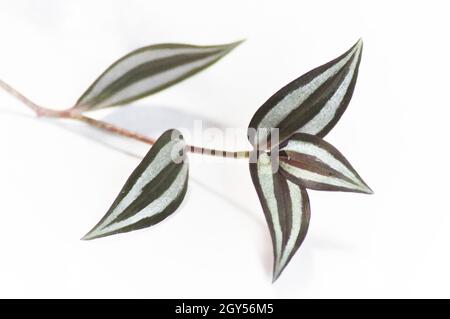 Pianta di Tradescantia zebrina - un gambo della pianta che mostra 5 foglie e posto su uno sfondo bianco Foto Stock