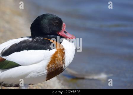 Shelduck (Tadorna tadorna) maschio, seduto accanto al lago nel St James's Park, Londra Foto Stock