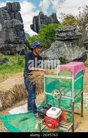 Uomo che batte riso con macchina da rocce calcaree erose tipiche in questa zona carsica, patrimonio dell'umanità dell'UNESCO, Rammang-Rammang, Maros, Sulawesi del Sud, Indonesia Foto Stock