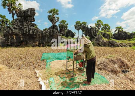 Uomo che batte riso con macchina da rocce calcaree erose tipiche in questa zona carsica, patrimonio dell'umanità dell'UNESCO, Rammang-Rammang, Maros, Sulawesi del Sud, Indonesia Foto Stock