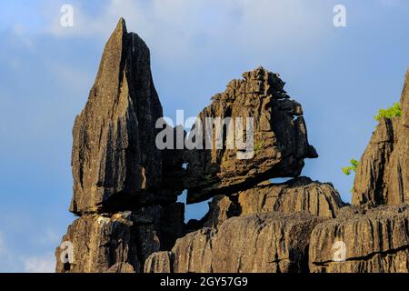 Rocce di copertura su strati molto erosi di affioramento di roccia calcarea in questa regione carsica, patrimonio dell'umanità dell'UNESCO, Rammang-Rammang, Maros, Sulawesi meridionale, Indonesia Foto Stock