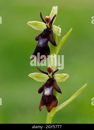 Fly Orchid (insettifera di Ophrys) Homefield Woods, Buckinghamshire, SSSI Nature Reserve, accatastato fuoco Foto Stock