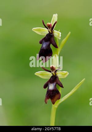 Fly Orchid (insettifera di Ophrys) Homefield Woods, Buckinghamshire, SSSI Nature Reserve, accatastato fuoco Foto Stock