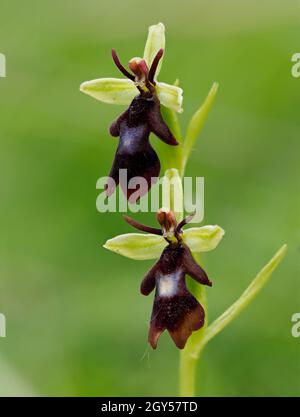 Fly Orchid (insettifera di Ophrys) Homefield Woods, Buckinghamshire, SSSI Nature Reserve, accatastato fuoco Foto Stock