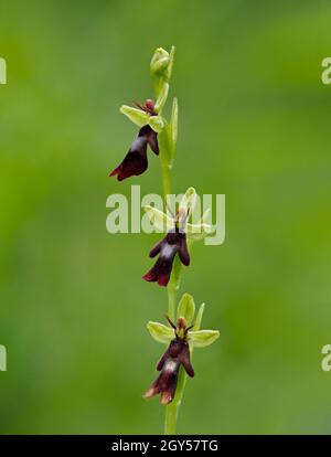 Fly Orchid (insettifera di Ophrys) Homefield Woods, Buckinghamshire, SSSI Nature Reserve, accatastato fuoco Foto Stock