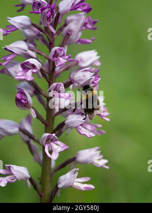 Orchid militare, (Orchis militaris) con Bumblebee (Bombus Terrestris) Homefield Woods, Buckinghamshire, SSSI Nature Reserve, raro nel Regno Unito Foto Stock