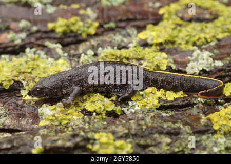 Primo piano su una giovane femmina balcanica crested nuovo, Triturus ivanbureschi Foto Stock